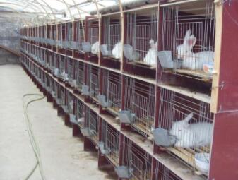 巨型安哥拉兔一只？怎么養(yǎng)？