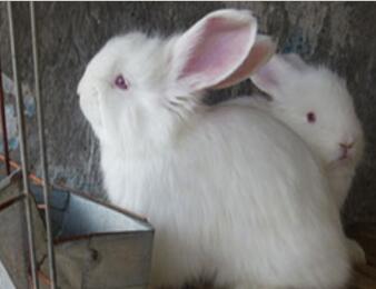養(yǎng)100只長(zhǎng)毛兔的年利潤(rùn)是多少呢