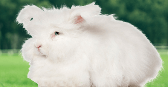 長(zhǎng)毛兔拔毛怎么拔？