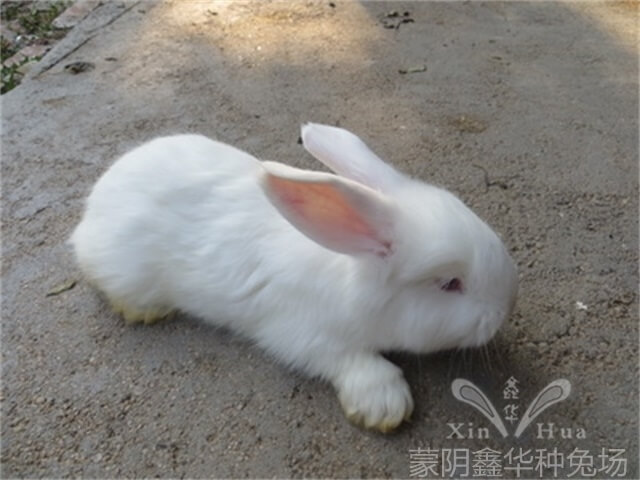 安哥拉長(zhǎng)毛兔剪毛的方法及流程！