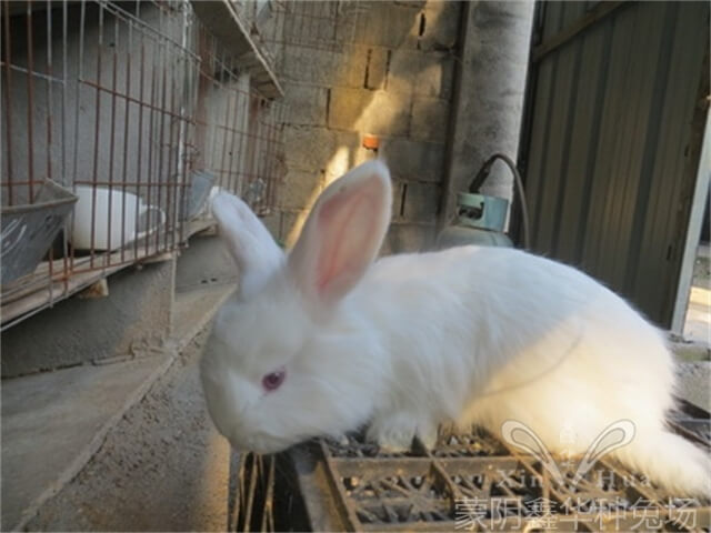 粗毛型沂蒙長(zhǎng)毛兔
