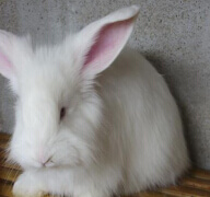 肉兔短期增肥技巧可以使用這些方法！