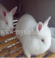 養(yǎng)兔我們需要每日做什么？