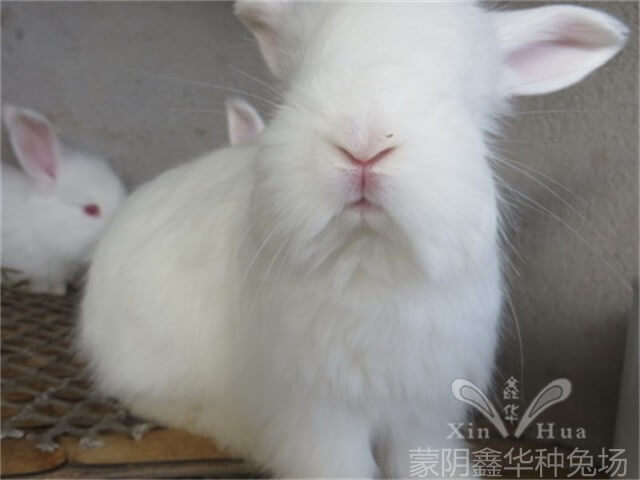 養(yǎng)長(zhǎng)毛兔時(shí)如何清潔它的眼睛呢？