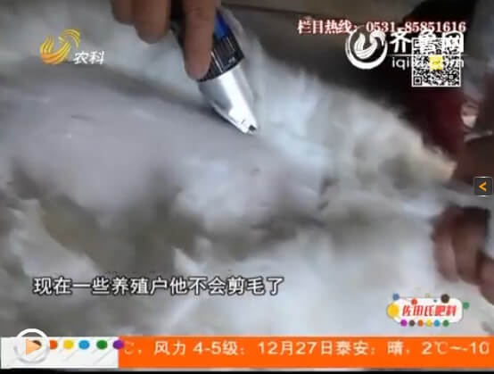 長(zhǎng)毛兔選擇散養(yǎng)會(huì)面臨什么問(wèn)題？