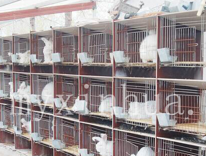 長(zhǎng)毛兔養(yǎng)殖能實(shí)施地窩繁育法嗎？