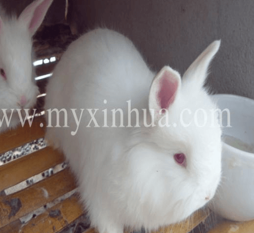 這些飼養(yǎng)兔子誤區(qū)，你中招了嗎？