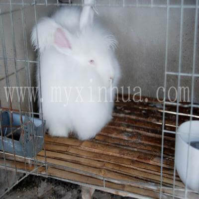 長(zhǎng)毛兔眼睛紅腫是生病了嗎？