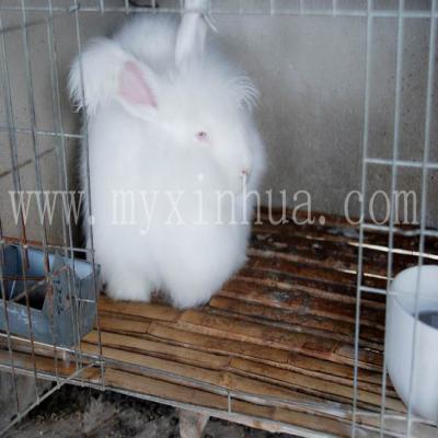 兔舍怎么建造對(duì)兔子養(yǎng)殖好呢？