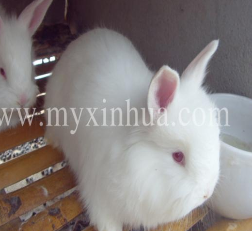 巨型安哥拉兔的檢查內(nèi)容和注意事項