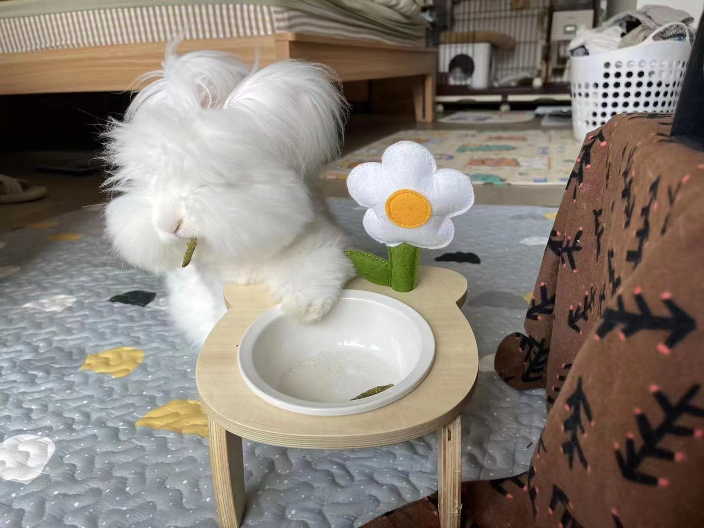 長毛兔不孕都有哪些原因？