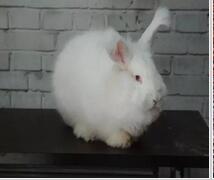 長(zhǎng)毛兔 長(zhǎng)毛兔