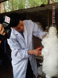 長毛兔兔毛的產(chǎn)量和質(zhì)量如何來提高？