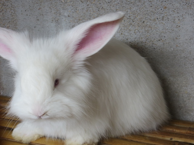 長毛兔的生物習(xí)性是怎么樣的？